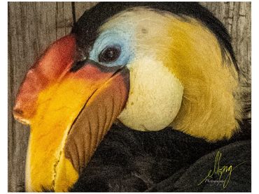 Wrinkled Hornbill