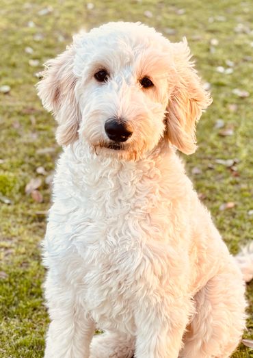 English cream Goldendoodle apricot Goldendoodle