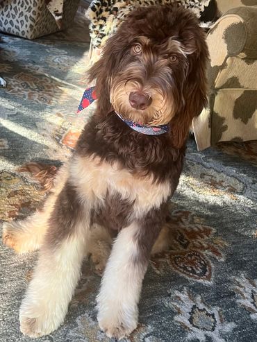 Chocolate tan phantom Goldendoodle brown phantom Goldendoodle
