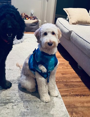 Apricot Goldendoodle English cream Goldendoodle