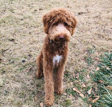 Red Goldendoodle red white abstract goldendoodle