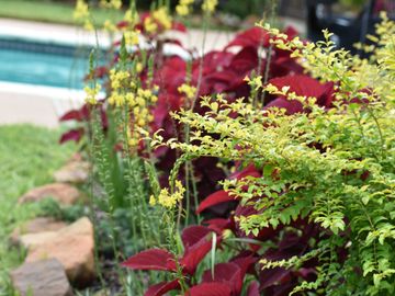 plants in flower bed by pool
