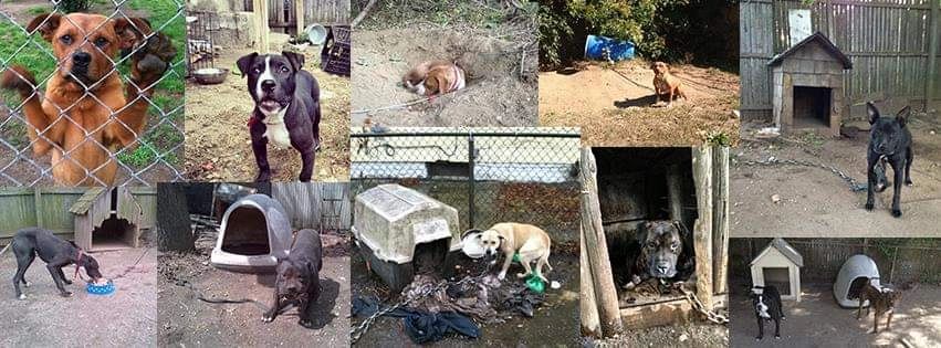 chained dogs Long Island