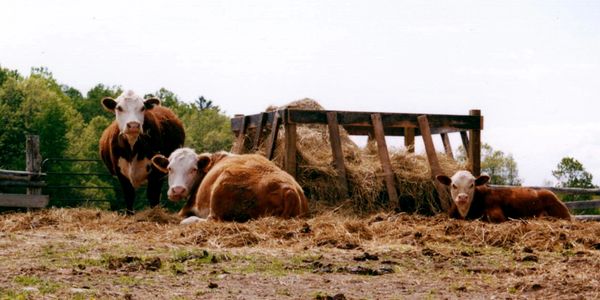 Cows looking at you, looking at them, embracing a cow's life.