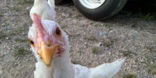 Leghorn chicken looking at you, looking at her, asking you to join our ag society.