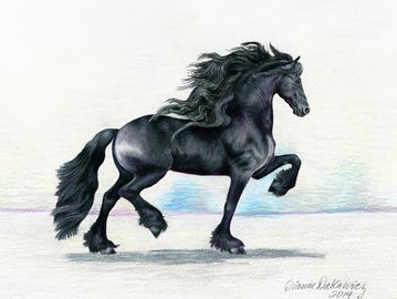 Colored pencil after returning from the Keuring in 2014. This was the Champion.