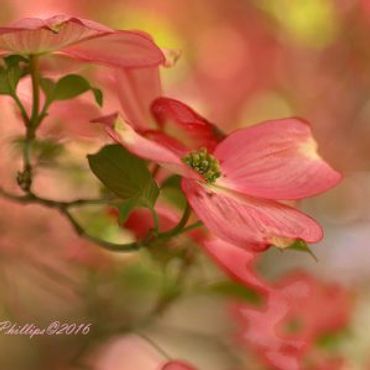 pink flowers photo