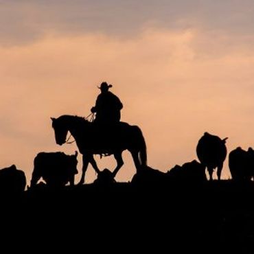 photo of cowboy on horse with cattle