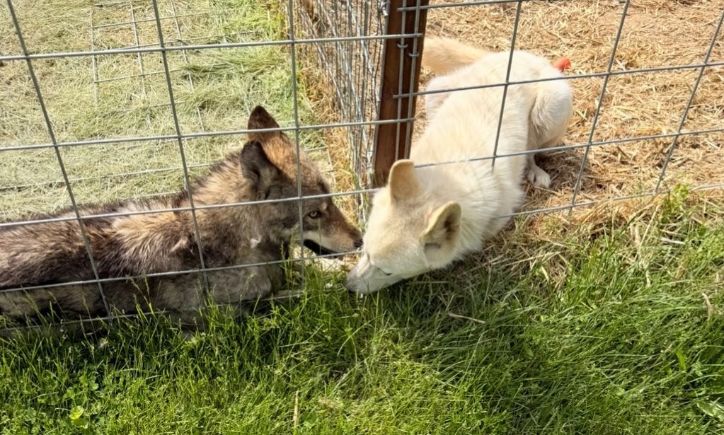 Ziva becoming besties with our new ferel mid content rescue