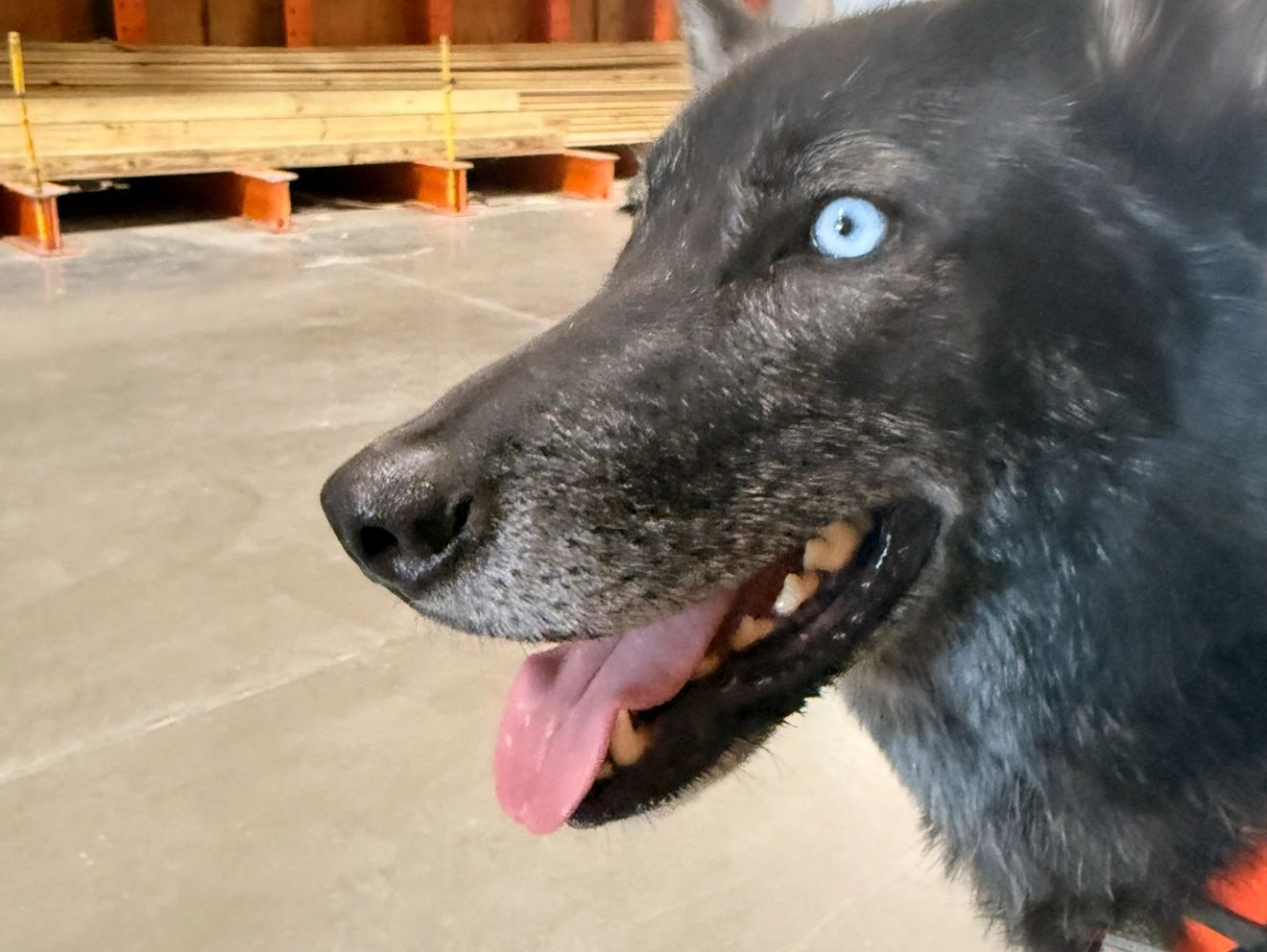 As soon as the dogs  are rehabilitated enough, we like to take them out for socialization as much as