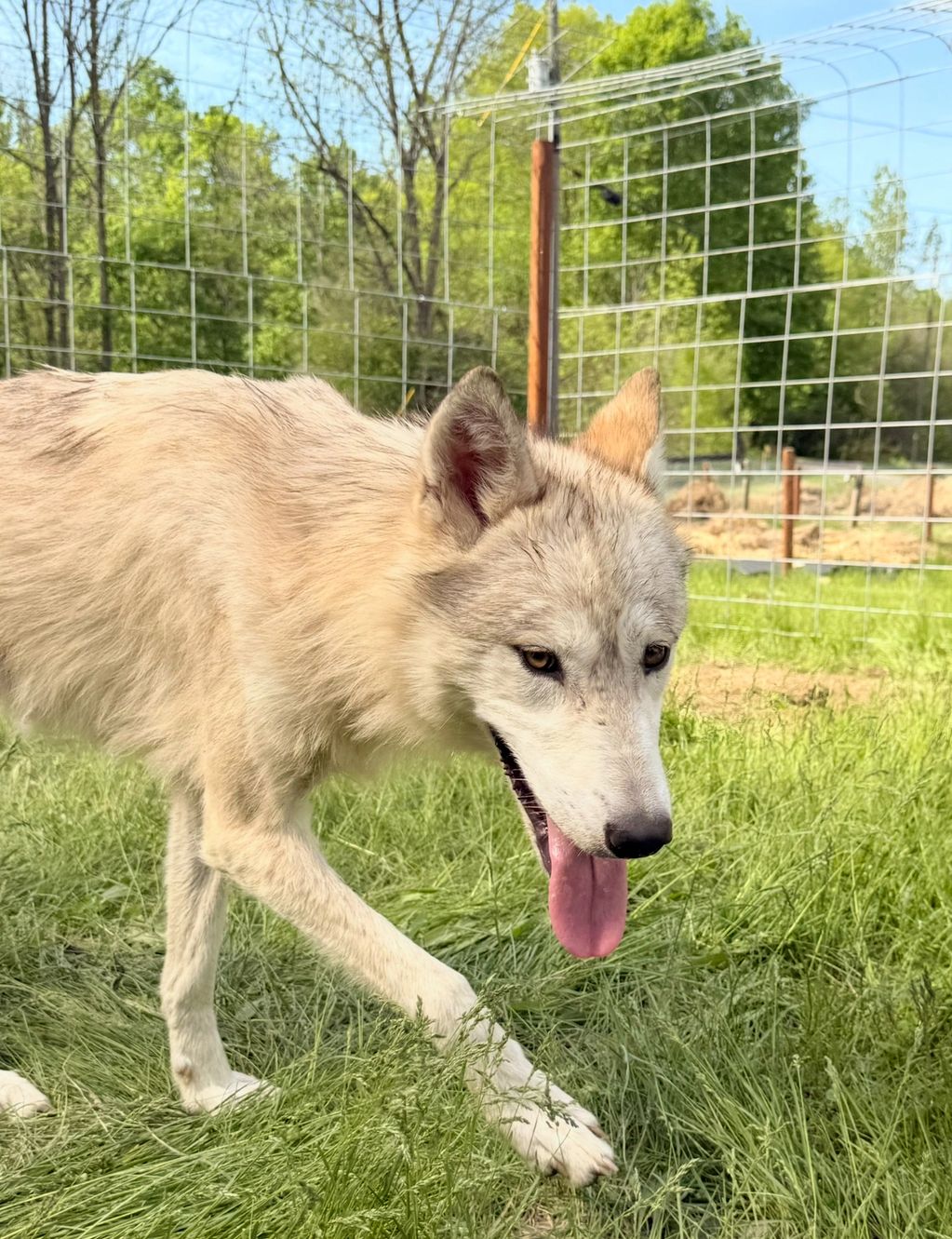 One of our new female feral one year old  rescues