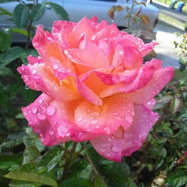 Mamma's rose after a long awaited rain storm.
