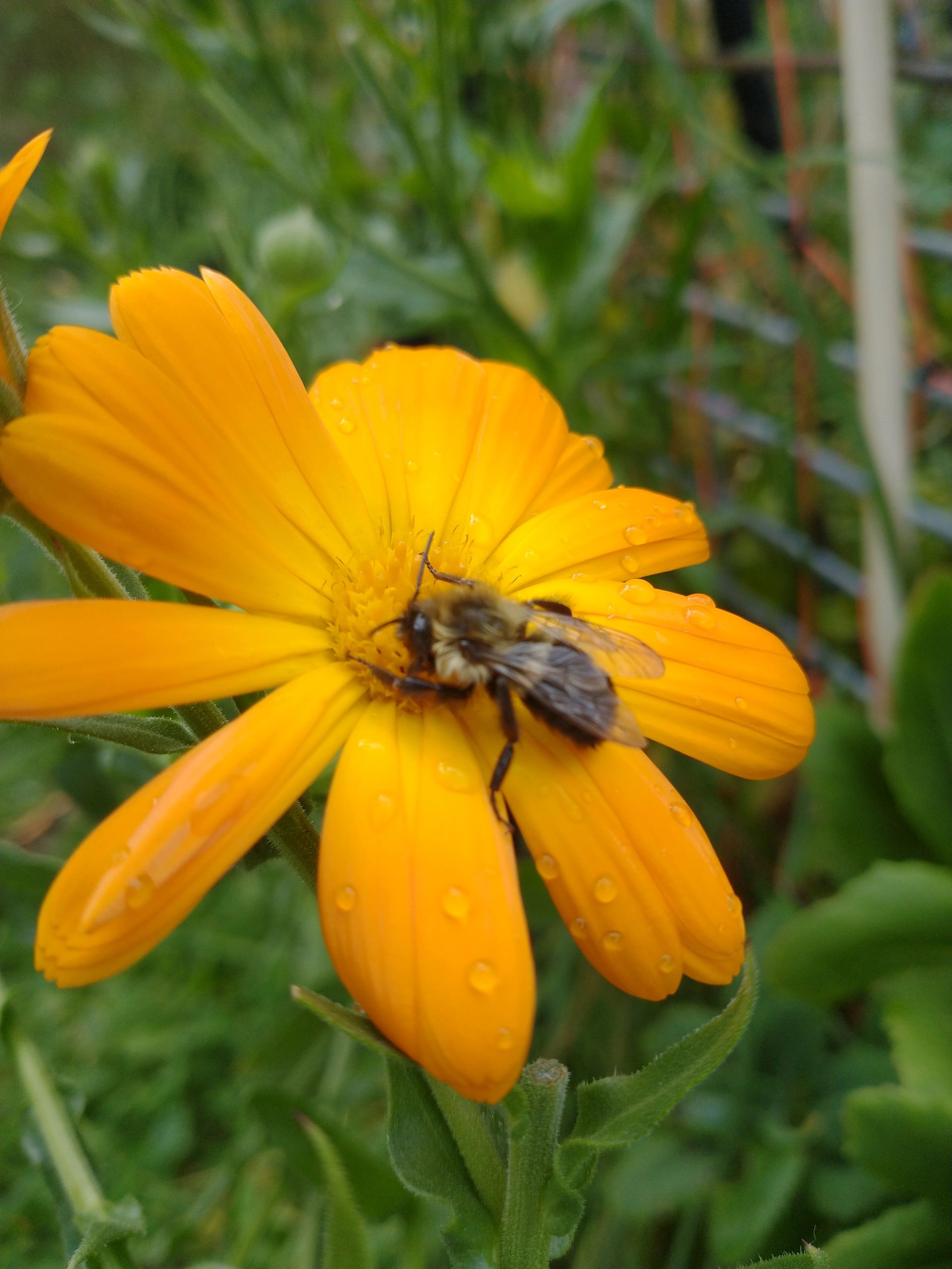 Calendula and summer bee