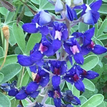 We drive our taxis near & far, plus airports. In the Spring the bluebonnets are a treasure to view.