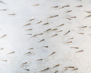 Alevins stay in the gravel, living off the yolk sac. Then emerge as fry.