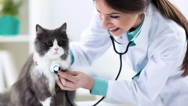 Veterinarian checking a cat's heartbeat with a stethoscope.