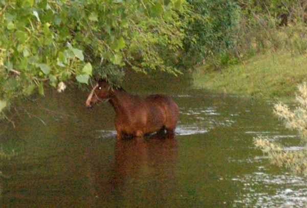 horse on water
