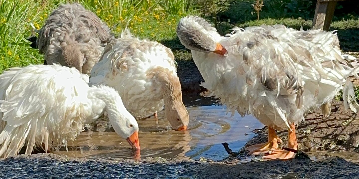 Four ducks drinking water from a muddy puddle in a green outdoor setting.