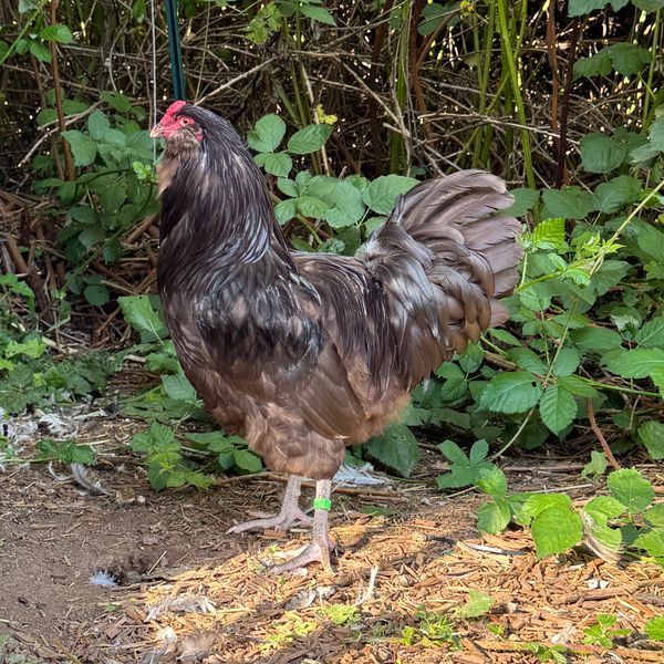 A brown and black chicken standing on dirt with greenery background.