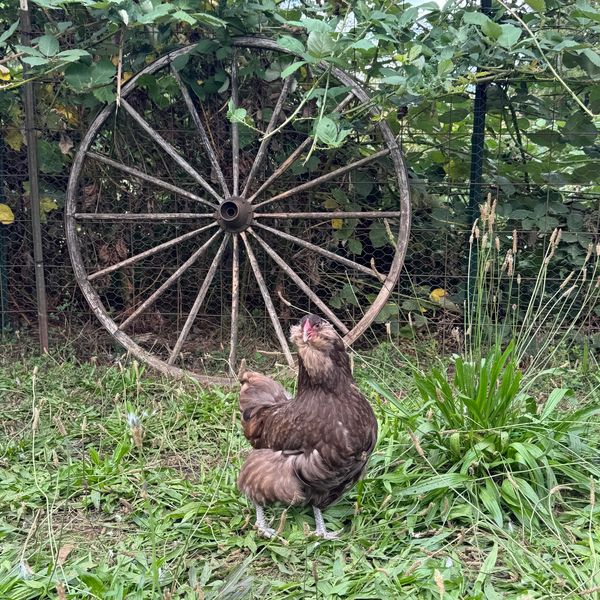 Brown chicken standing on grass near a rustic wagon wheel.