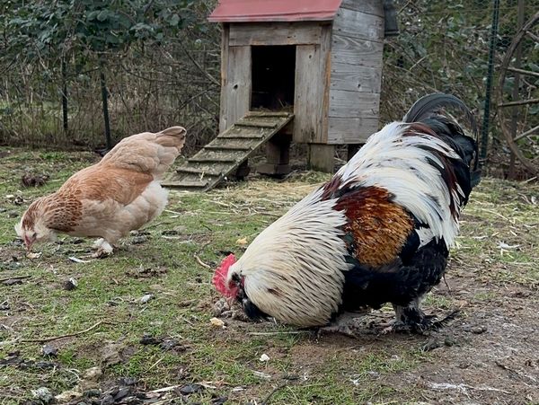 My main breeding rooster took reserve of variety at the Cascade Poultry show spring of 2026.