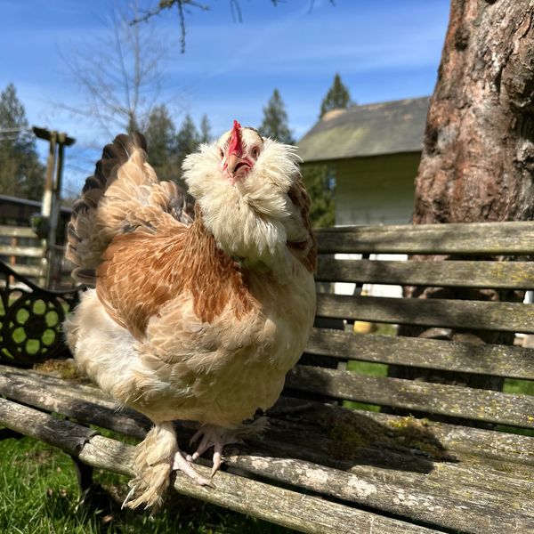 A fluffy chicken with a feathered beard sits on a wooden bench.