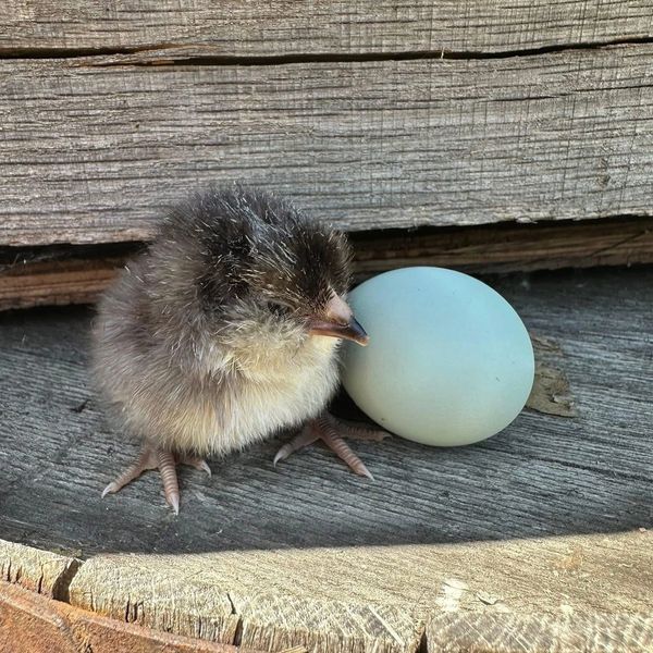 Newly hatched chick next to a blue egg on wood.