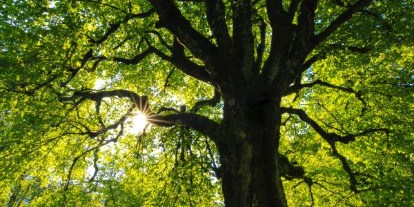 Sunlight filters through a large tree's green canopy.