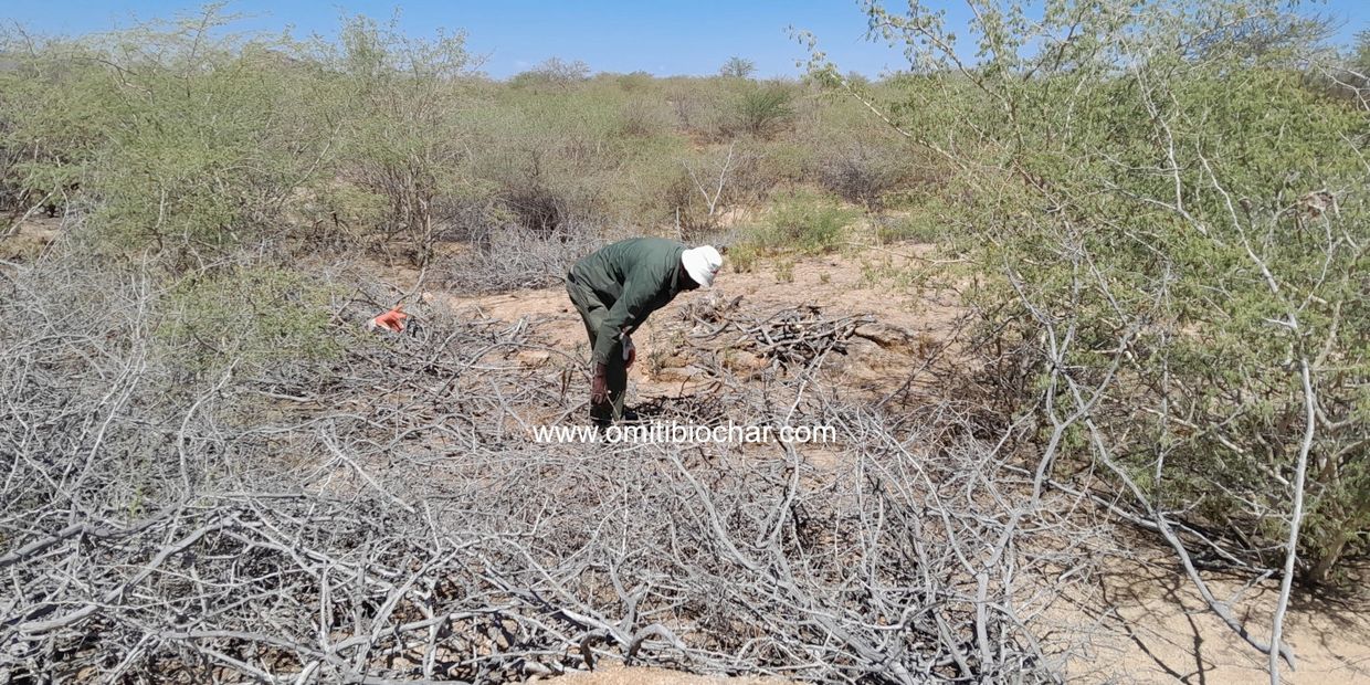 Encroacher bush for biochar in Namibia. © Omiti Biochar