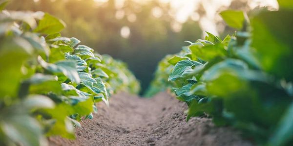 Biochar for crop production, healthy soils, and less water usage.