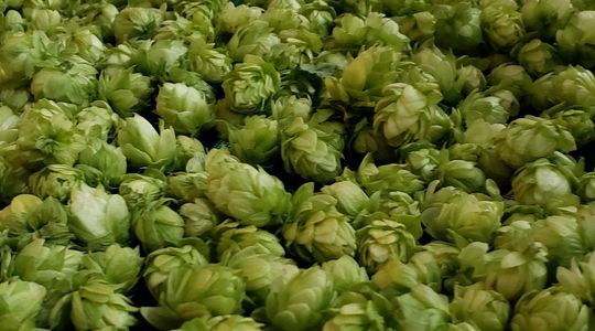 Houblon bière mission