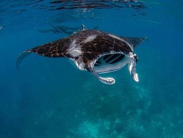 A manta ray swimming underwater.