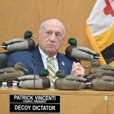 Council president surrounded by decoy ducks in a humorous setup.