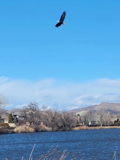 A bald eagle soars over a river with houses and hills in the background.
