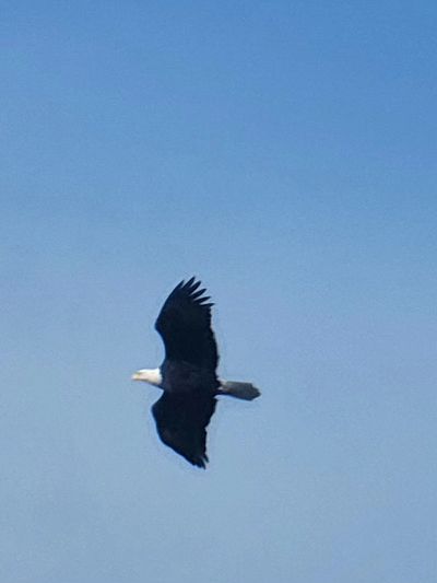 A bald eagle soaring in the clear blue sky.