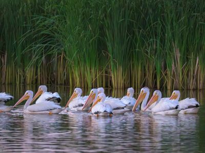 A group of white pelicans swimming together on calm water near tall green reeds.