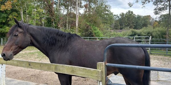 Toby, owner surrender, rescued horse