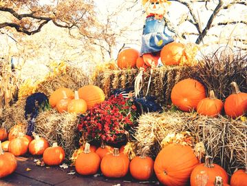 Autumn scene with pumpkins, hay bales, flowers, and a scarecrow in a festive display. Corporate pumpkin decor.