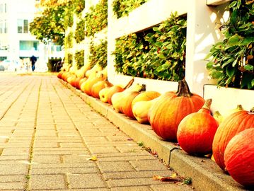 A path of pumpkins leading people into the office is fun and festive!