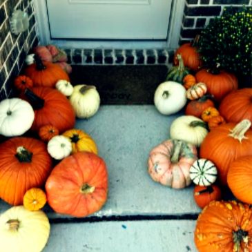 An image of the Pumpkin Collection Package delivered. Several pumpkins  of all colors and sizes