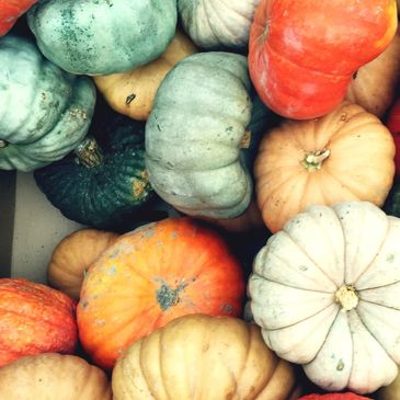 An image of several specialty pumpkins.