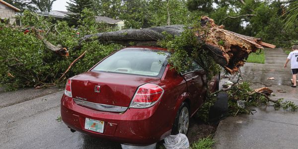 A fallen tree on a car.
