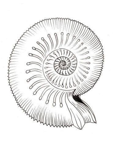 Shell 1, Ernst Haeckel