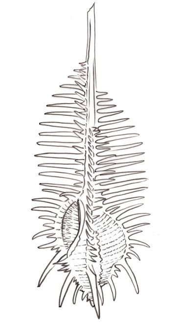 Shell 3, Ernst Haeckel