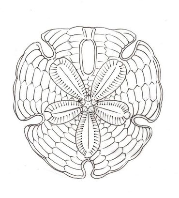 Sanddollar, Ernst Haeckel
