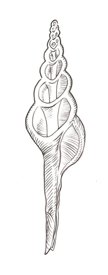Shell 4, Ernst Haeckel