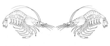 Crayfish, Chest Piece, mirrored or single