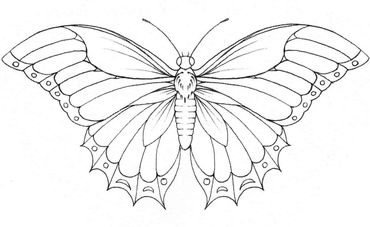 Butterfly 1- 300$