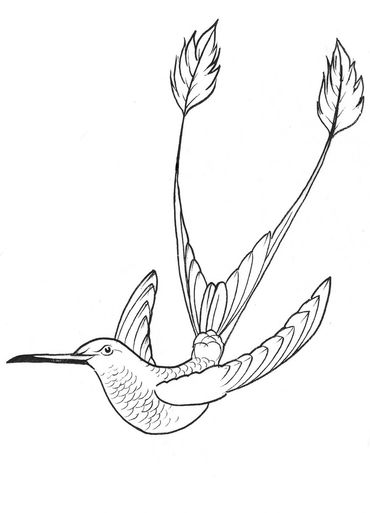 Hummingbird 1, Ernst Haeckel