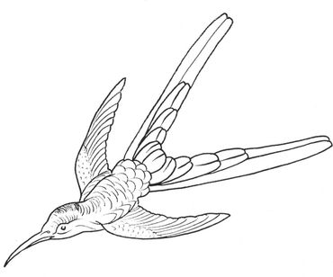 Hummingbird 2, Ernst Haeckel